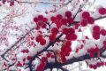 宛若仙境！漢臺景區(qū)絕美雪景上線縮略圖