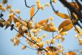 真香預(yù)警，臘梅花開(kāi)！縮略圖