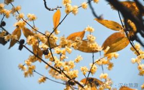 真香預(yù)警，臘梅花開！縮略圖