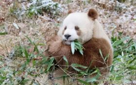 我們的“國寶”！是他們守護→縮略圖