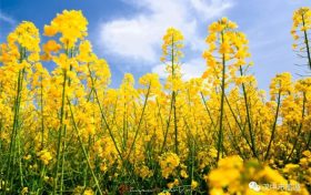 漢臺(tái)2024最美油菜花海系列活動(dòng)重磅來(lái)襲！縮略圖
