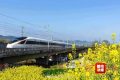 平均每8分鐘一趟！游覽油菜花海，西安到這里高鐵“公交化”開(kāi)行縮略圖