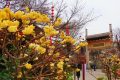 花開又一年，結(jié)香沁滿園縮略圖