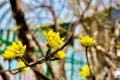 花事可期！佛坪萬(wàn)畝茱萸花即將迎來(lái)絢爛時(shí)刻！縮略圖