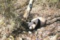 春天，在秦嶺和大熊貓偶遇縮略圖