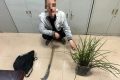 提醒，野生蘭草不能采！縮略圖