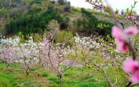 能賞花、能摘果，孕育致富新希望！縮略圖