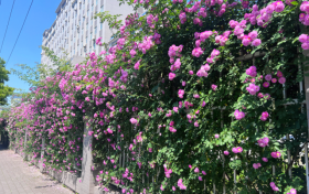 花都開好了，東關(guān)最美花墻等你來打卡！縮略圖