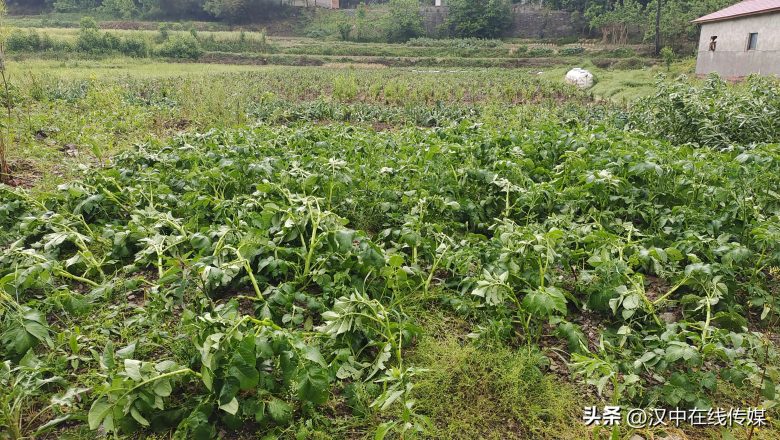 5月7日，漢中市寧強縣突降暴雨及冰雹部分區(qū)域莊稼受損嚴重插圖3