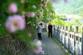 佛坪初夏，薔薇花開(kāi)已傾城！縮略圖