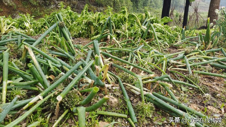 5月7日，漢中市寧強縣突降暴雨及冰雹部分區(qū)域莊稼受損嚴重插圖