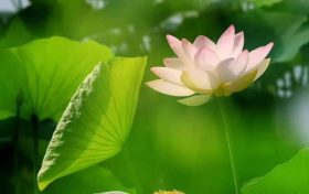 暑假來(lái)臨如何讓孩子不沉迷手機(jī)？心理治療師教你幾招縮略圖