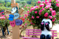 銀廠溝村：月季花、百合花盛放迎客縮略圖