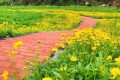 佛坪沙窩村花海正值觀賞期！縮略圖