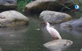 落地陜西！朱鹮國(guó)家保護(hù)研究中心獲批縮略圖