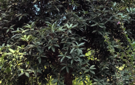 今年漢中的桂花咋還沒開？答案來了→縮略圖