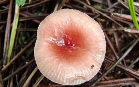 野生菌新物種！你見(jiàn)過(guò)嗎？縮略圖