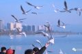 冬天飛漢中，來一場(chǎng)“鷗”遇~縮略圖