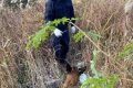 “汪汪隊(duì)”立大功！西鄉(xiāng)縣公安局利用警犬“博虎”成功破獲一起入室盜竊案件縮略圖
