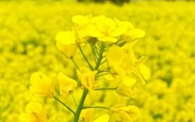 漢中油菜花節(jié)交響音樂(lè)會(huì)3月中旬啟動(dòng)！地點(diǎn)→縮略圖