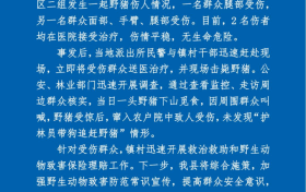 野豬傷人！最新通報(bào)縮略圖