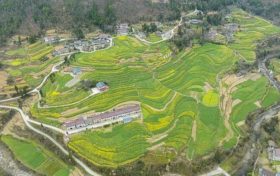 油菜、小麥、茶葉、花期果園低溫凍害風(fēng)險(xiǎn)預(yù)警縮略圖