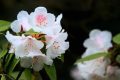 全民免門票2天，黎坪已備好山水盛宴，待君赴約！縮略圖
