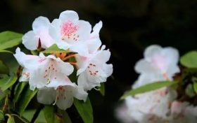 全民免門票2天，黎坪已備好山水盛宴，待君赴約！縮略圖
