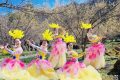 3月22日，王家灣村，茱萸花海踏春游活動來啦！縮略圖