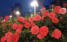 免費(fèi)欣賞！漢中這條路美成了莫奈花園！轉(zhuǎn)角遇見一城芳華縮略圖