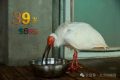 生于洋縣，全球最長(zhǎng)壽朱鹮39歲了！縮略圖