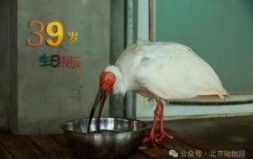 生于洋縣，全球最長壽朱鹮39歲了！縮略圖