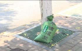 漢中街頭行道樹集體“穿馬甲”！啥門道？縮略圖