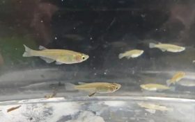 對(duì)水質(zhì)”挑食”！漢中首次發(fā)現(xiàn)該珍稀物種→縮略圖