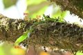 國家一級重點(diǎn)保護(hù)！陜西再次發(fā)現(xiàn)縮略圖